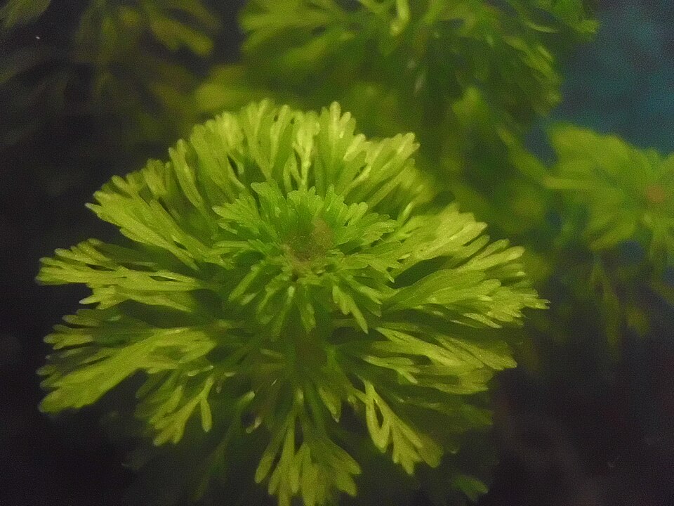 Limnophila Sessiliflora