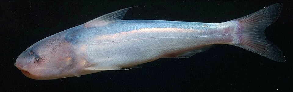 Blue Whale Catfish