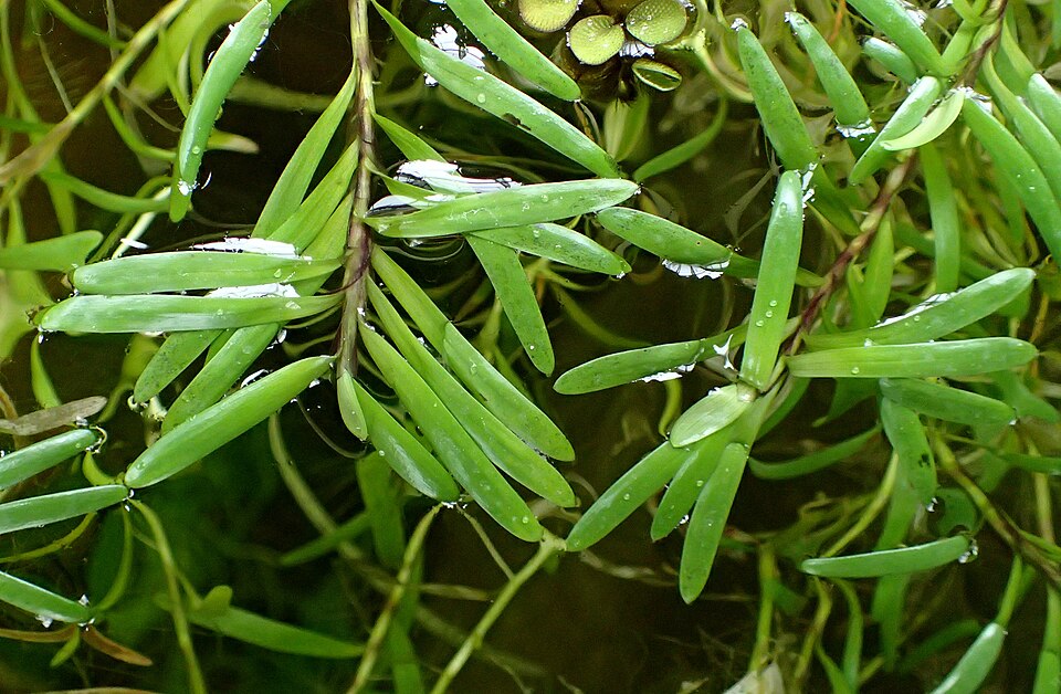Heteranthera Zosterifolia