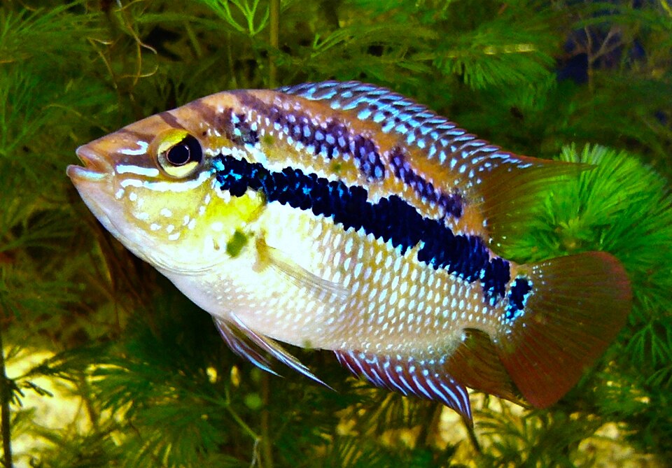 Salvin's Cichlid
