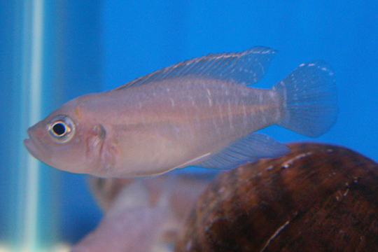 Brevis Shell Dweller