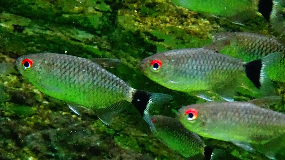 Red Eye Tetra