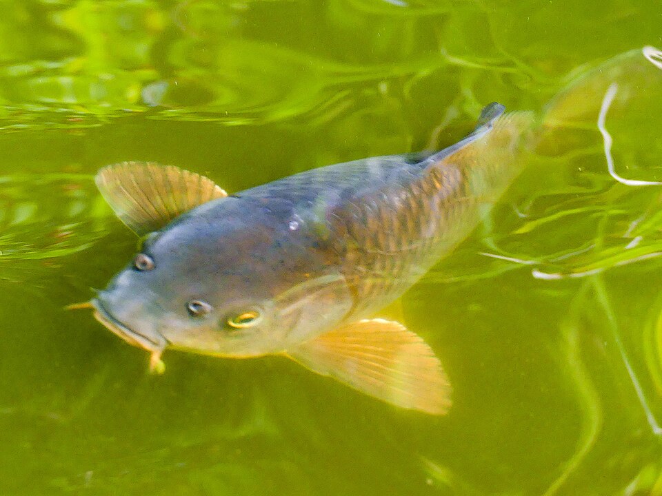 Koi