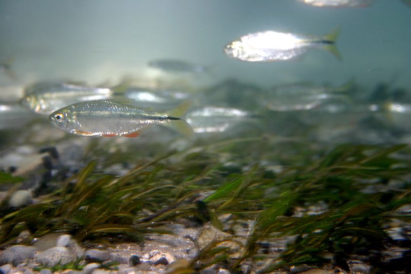 Blind Cave Tetra