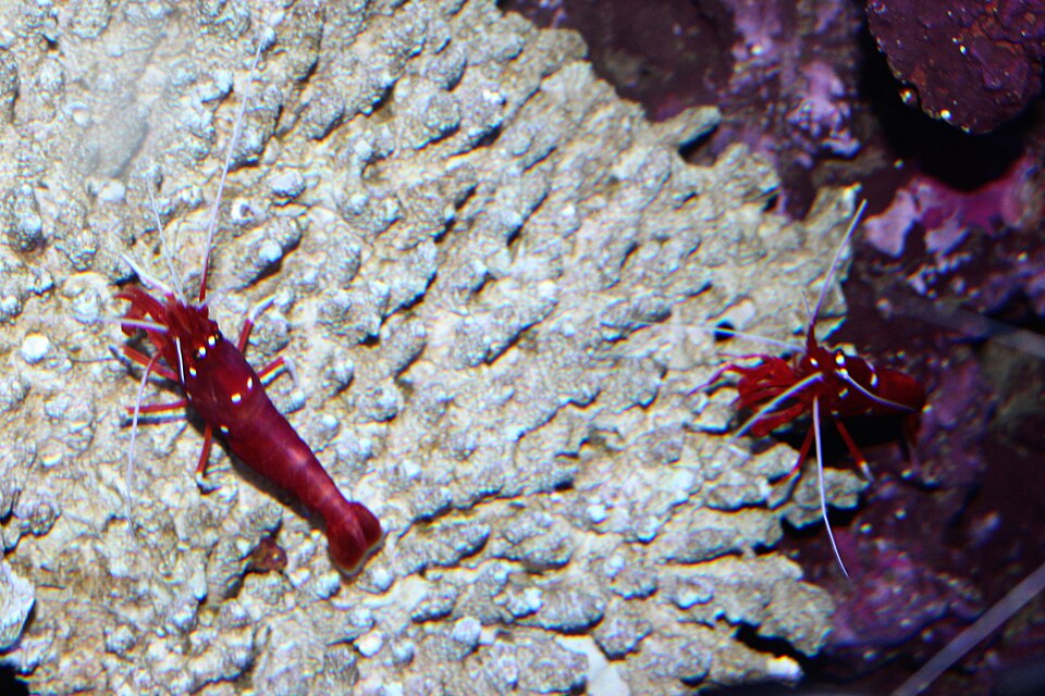 Fire Shrimp