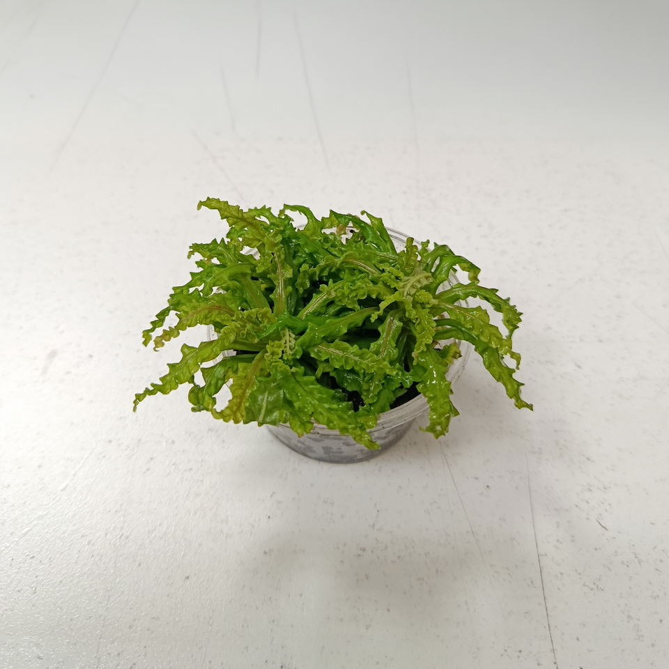 Pogostemon Helferi