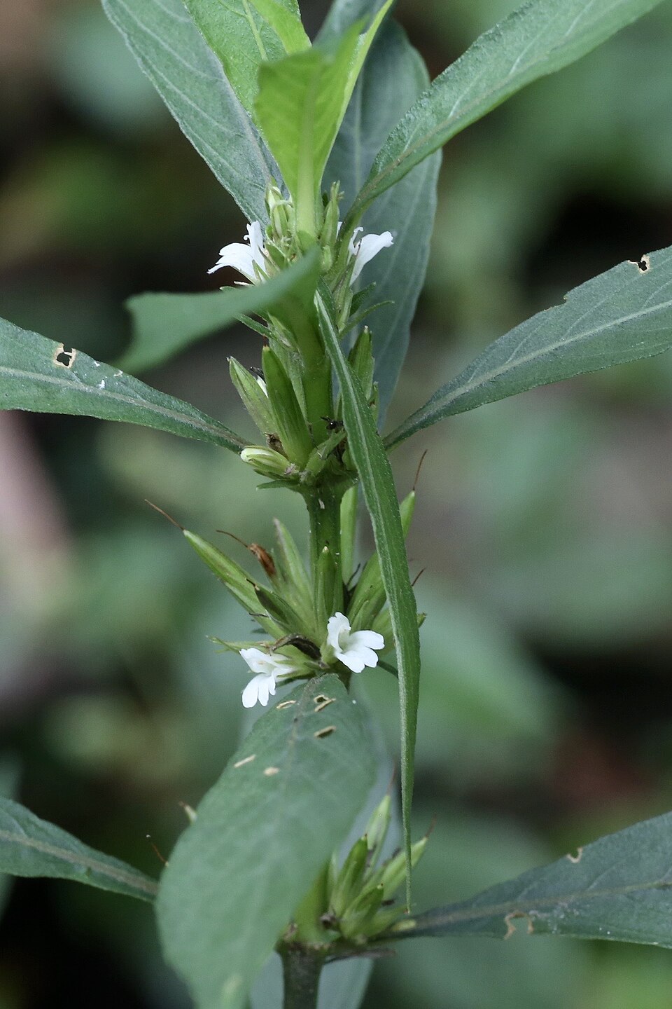 Hygrophila Costata