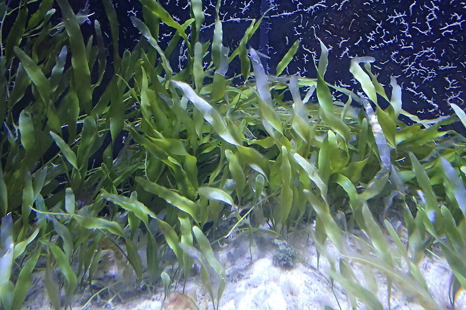 Caulerpa