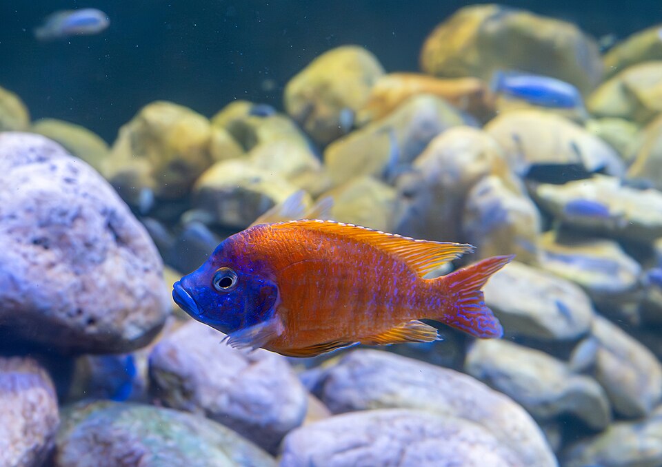 Sunshine Peacock Cichlid