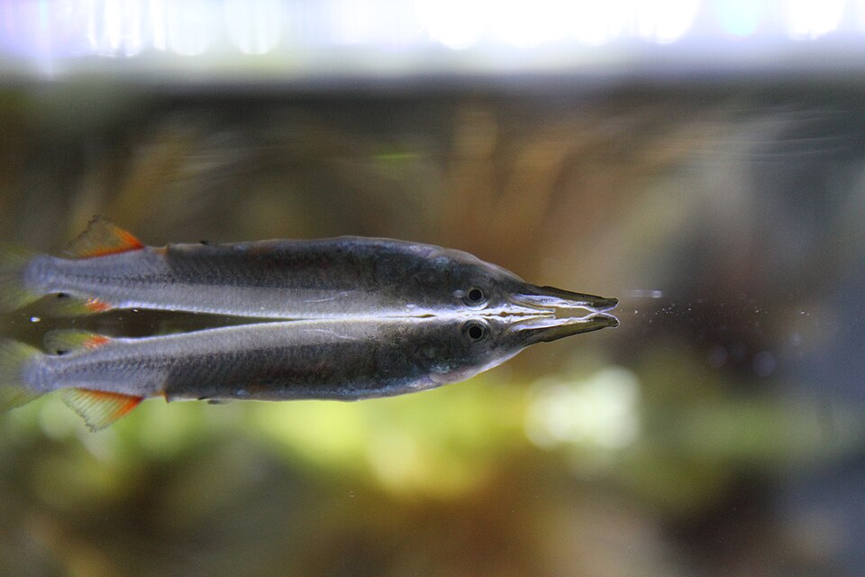 Wrestling Halfbeak
