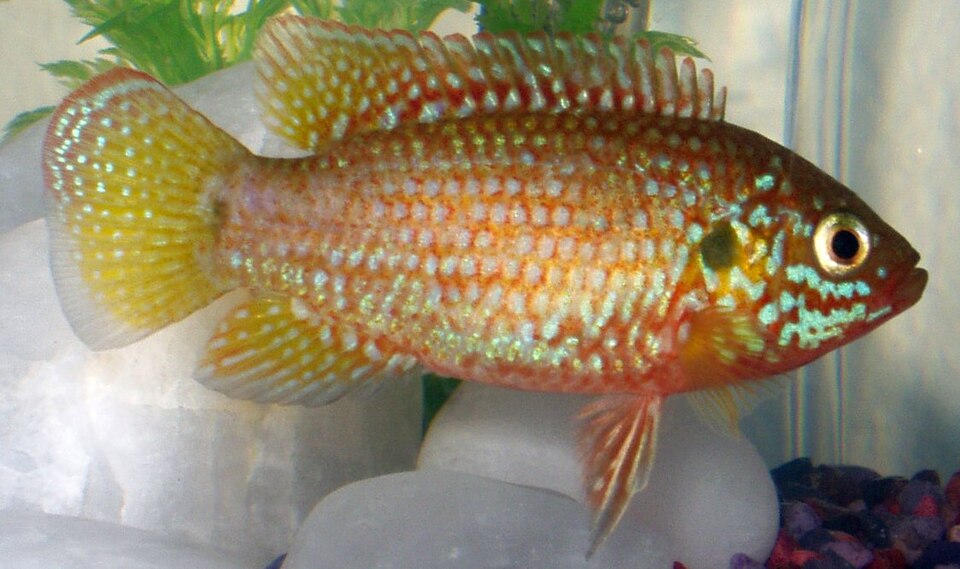 Jewel Cichlid