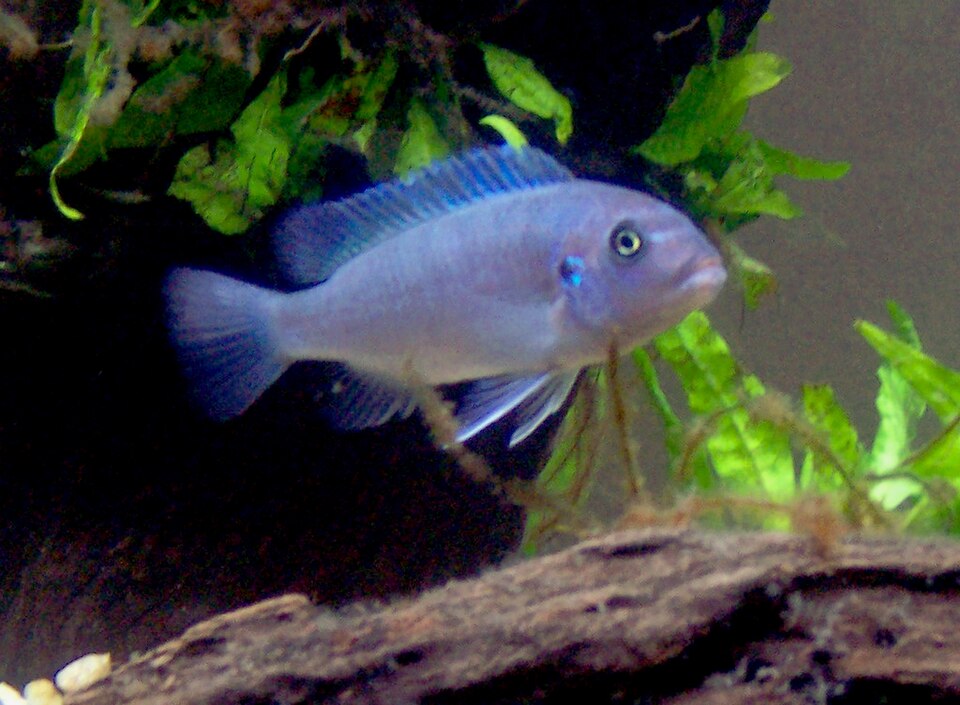 Cobalt Blue Cichlid