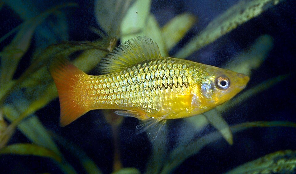 Variable Platy