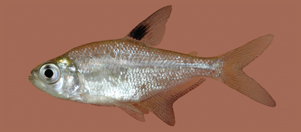 Mayan Tetra