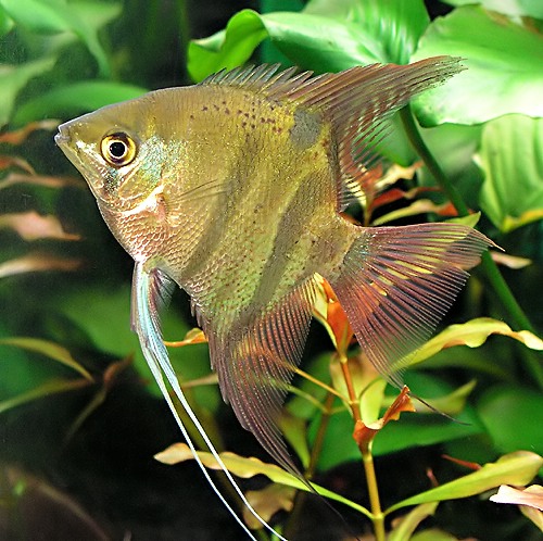 Roman Nose Angelfish