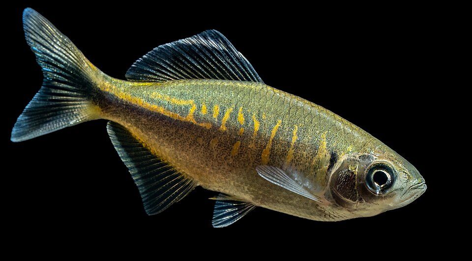 Bengal Danio