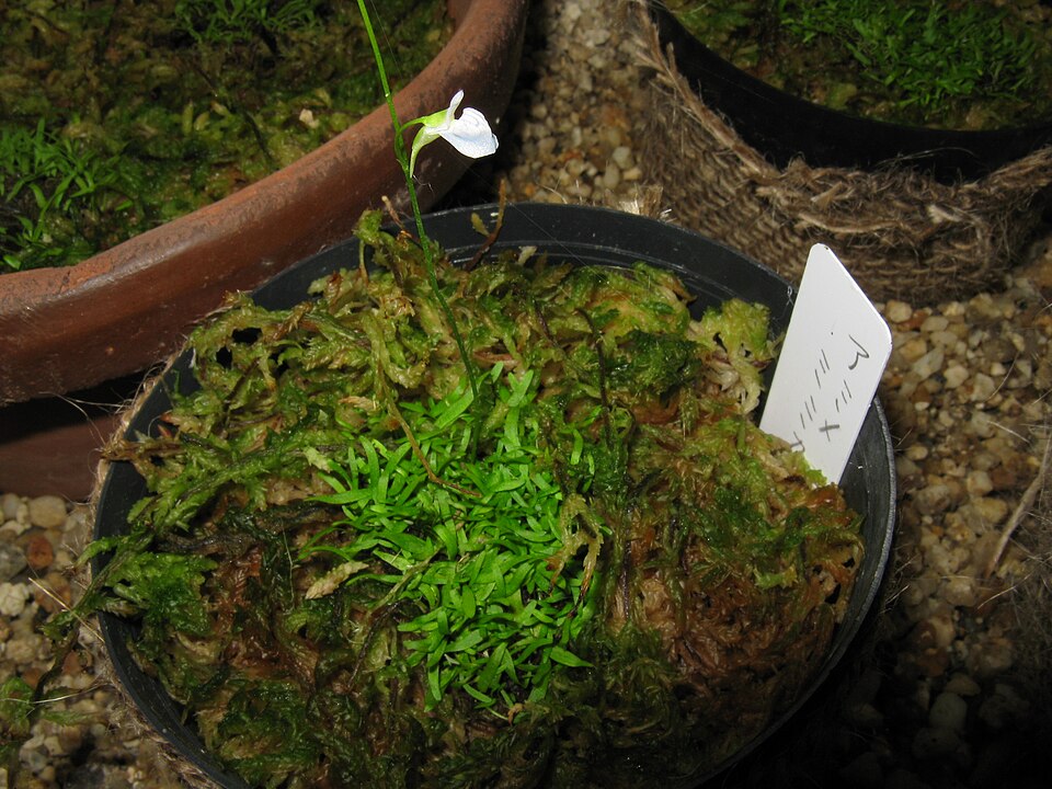 Utricularia Graminifolia