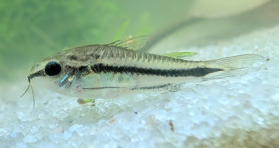 Pygmy Corydoras