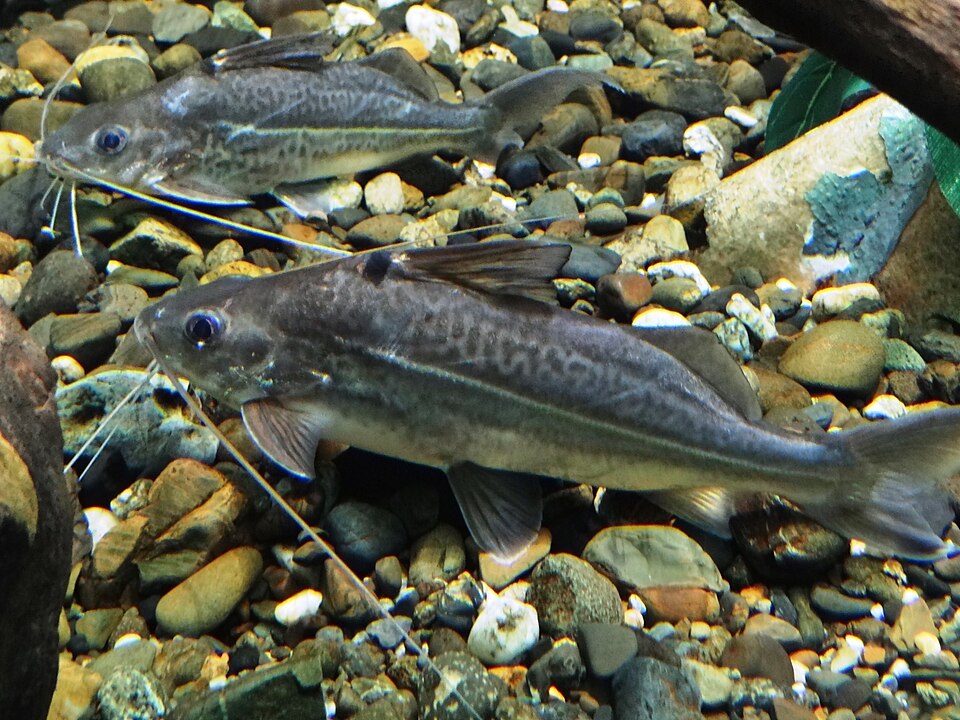 Ornate Pimelodus