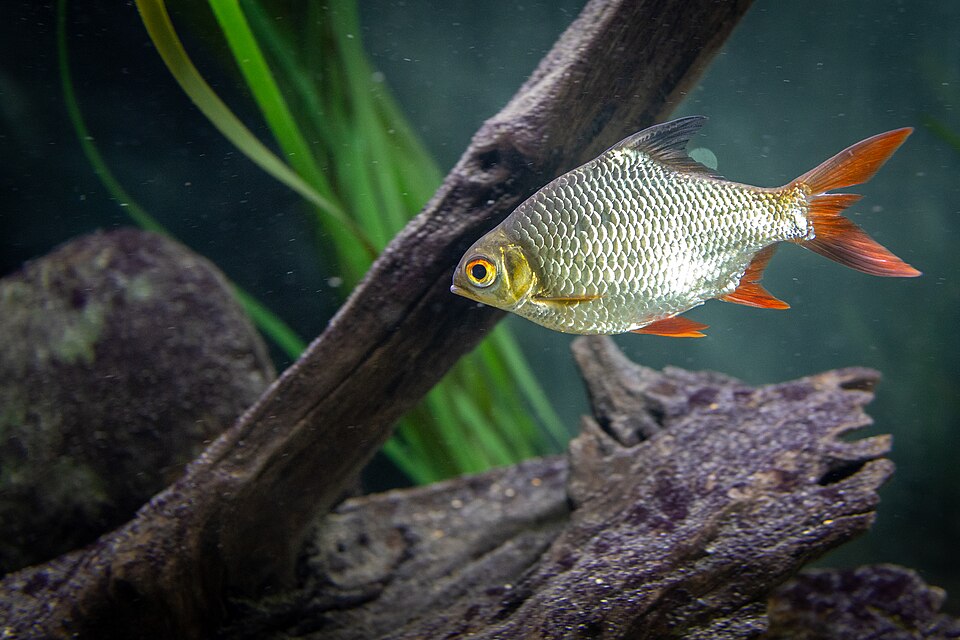 Tinfoil Barb