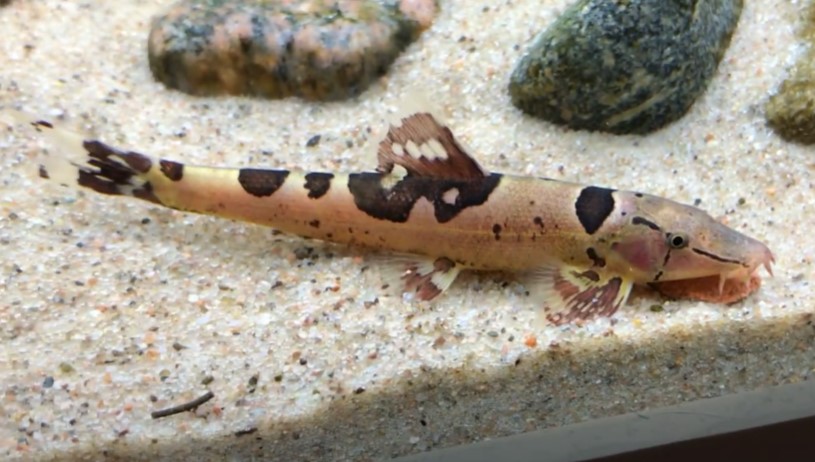 Saddle-Back Loach