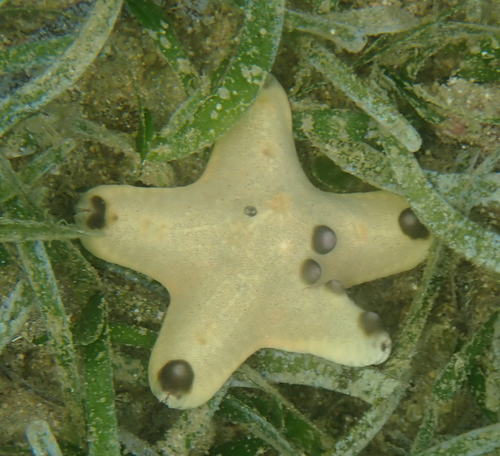 Chocolate Chip Starfish