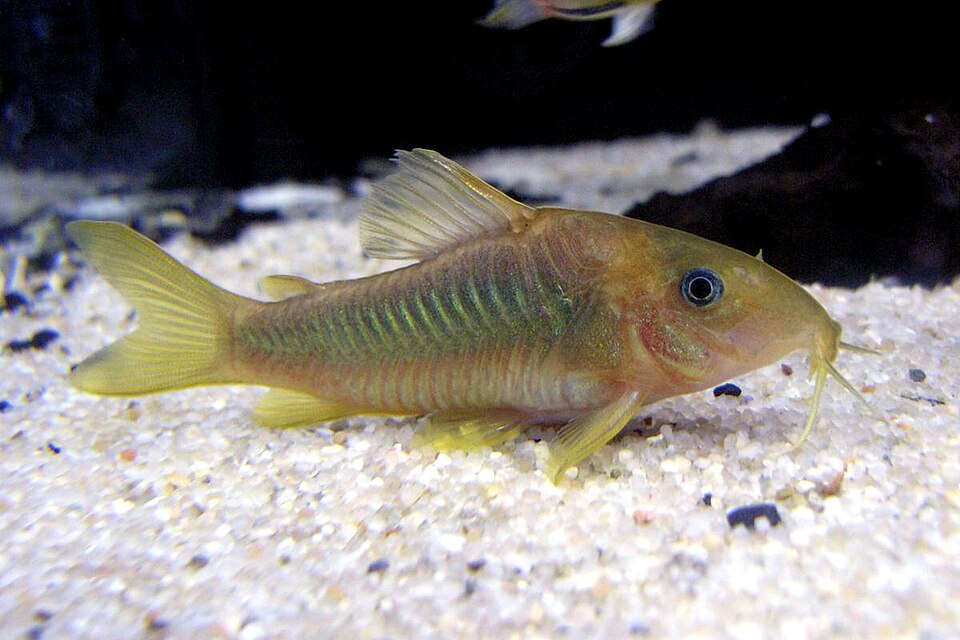 Gold Laser Cory