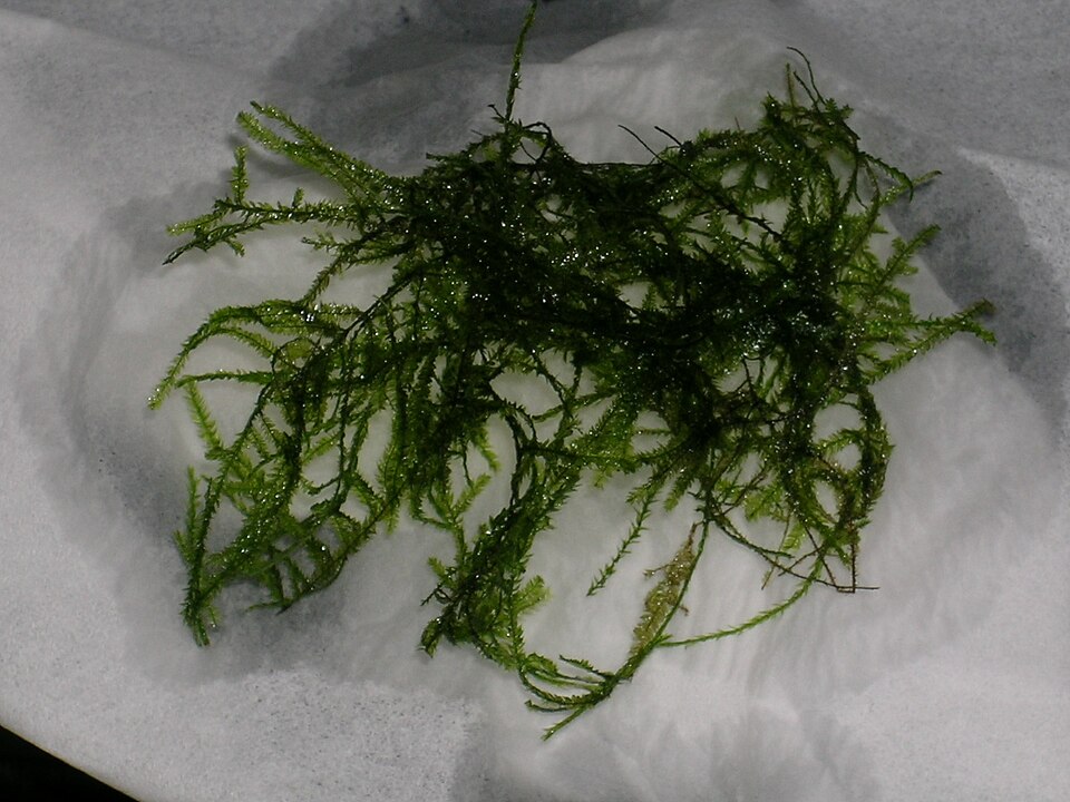 Java Moss
