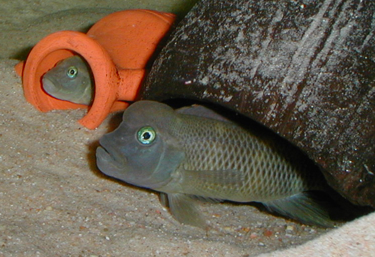 Blockhead Cichlid
