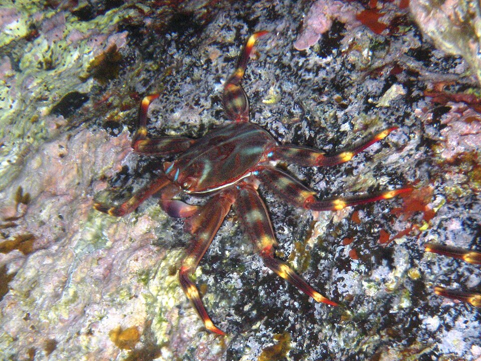 Sally Lightfoot Crab