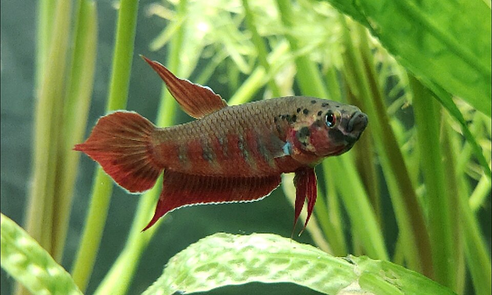 Toba Betta