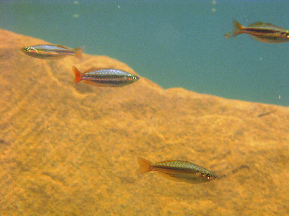 Western Rainbowfish