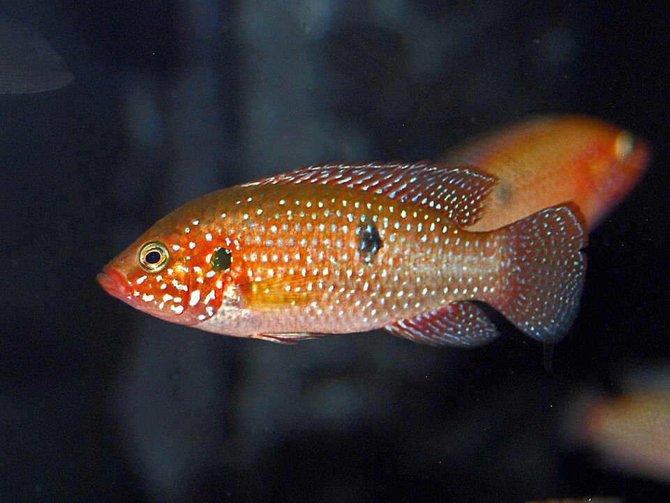 Blood-Red Jewel Cichlid
