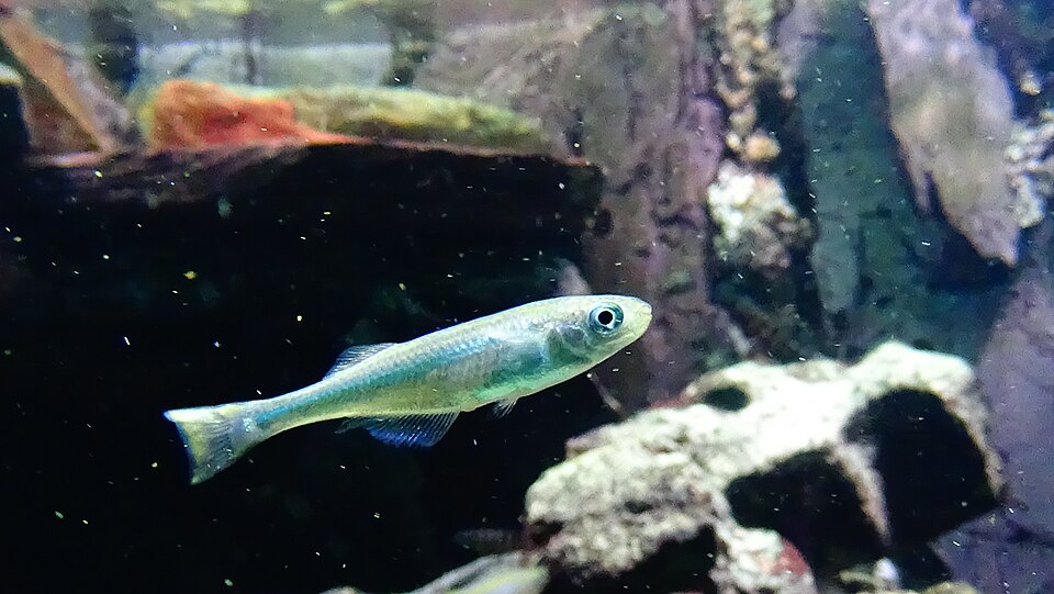 Tanganyika Killifish