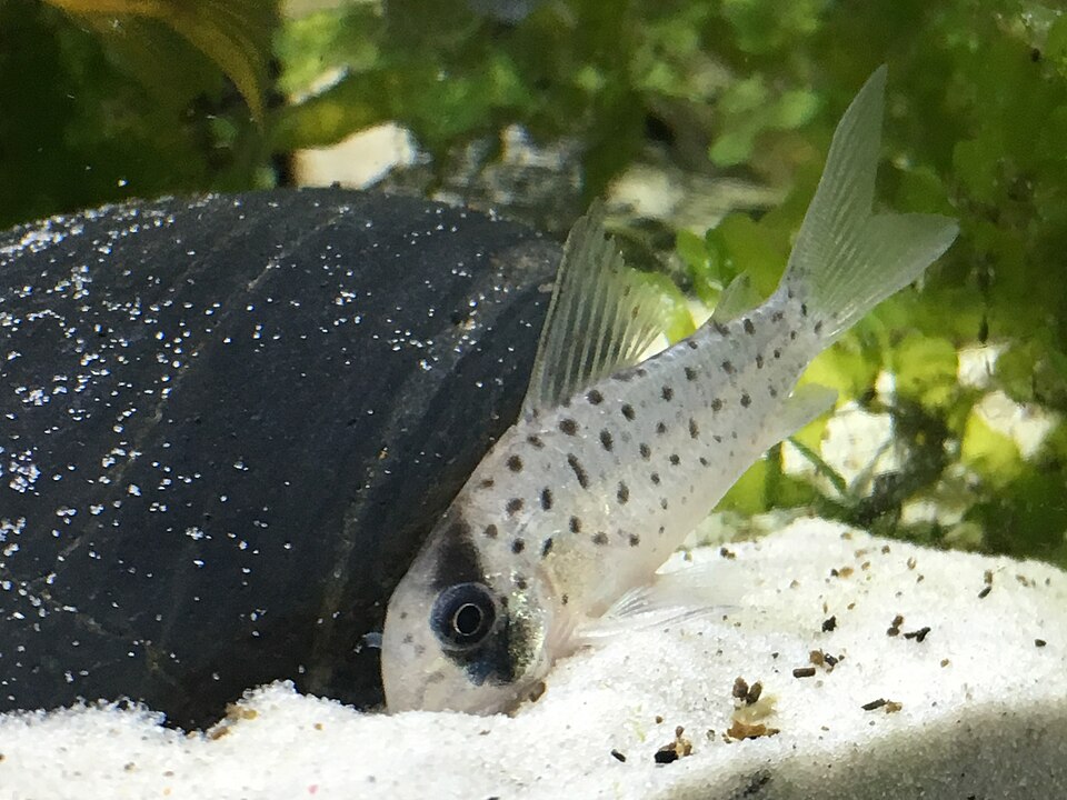Fairy Cory