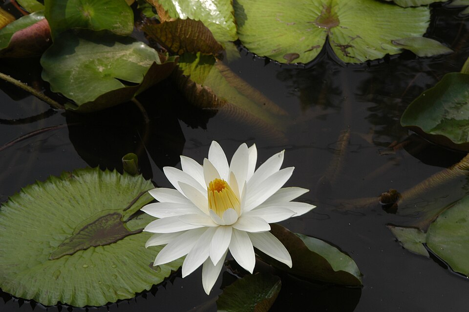 Tiger Lotus