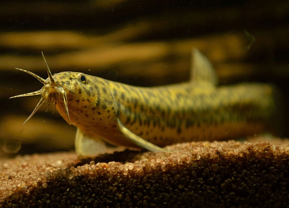 Dojo Loach (Weather Loach)