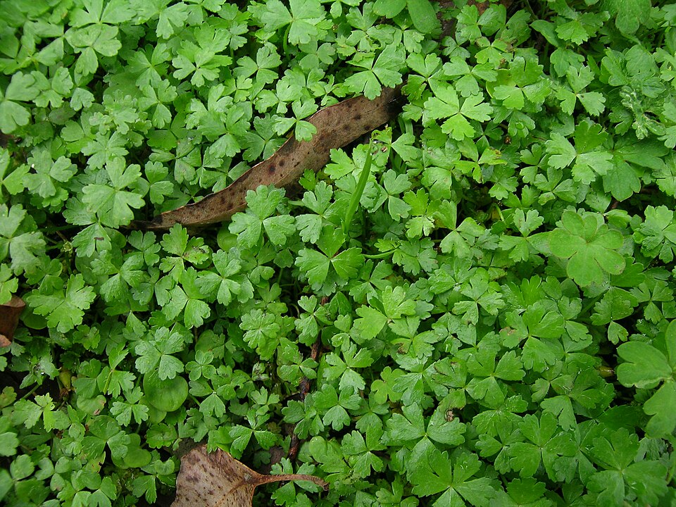 Hydrocotyle Tripartita