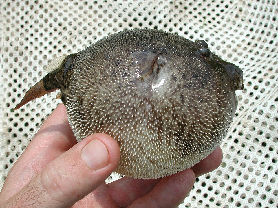 Congo Pufferfish