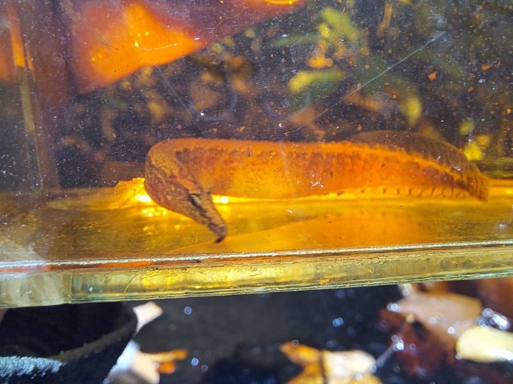 Half-Banded Spiny Eel