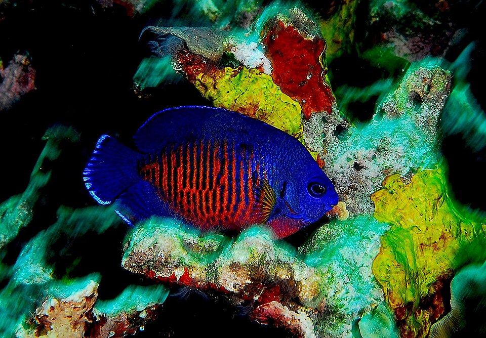 Coral Beauty