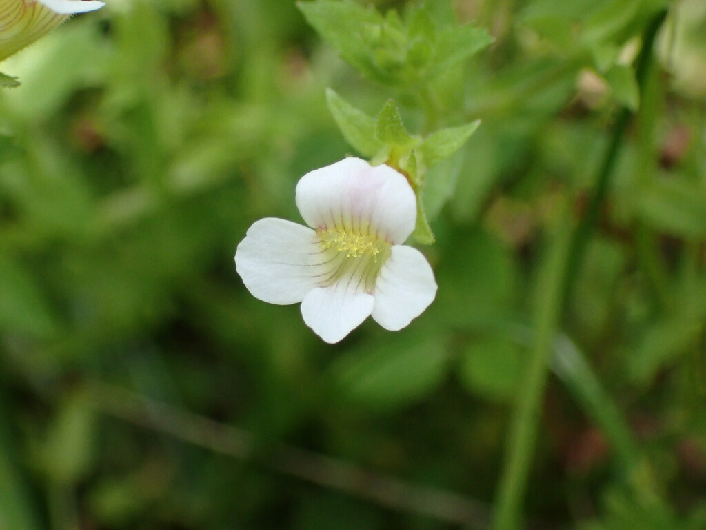 Gratiola Viscidula