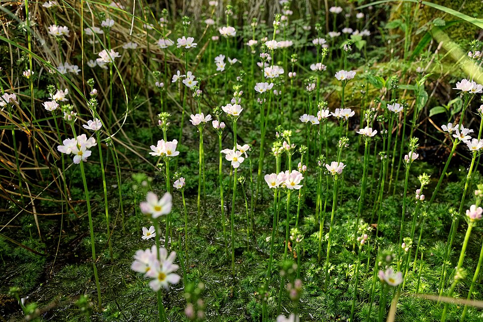 Hottonia Palustris