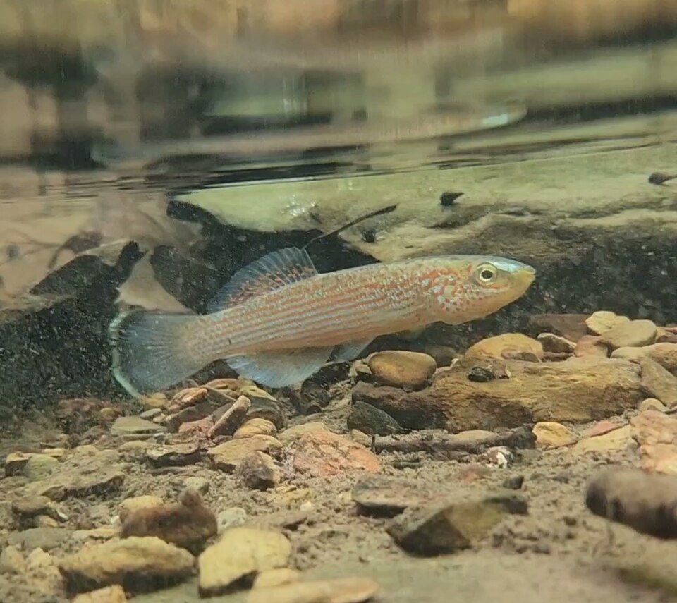 Northern Studfish