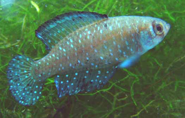 Argentine Pearl Killifish