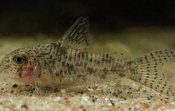 Barred-Tail Cory