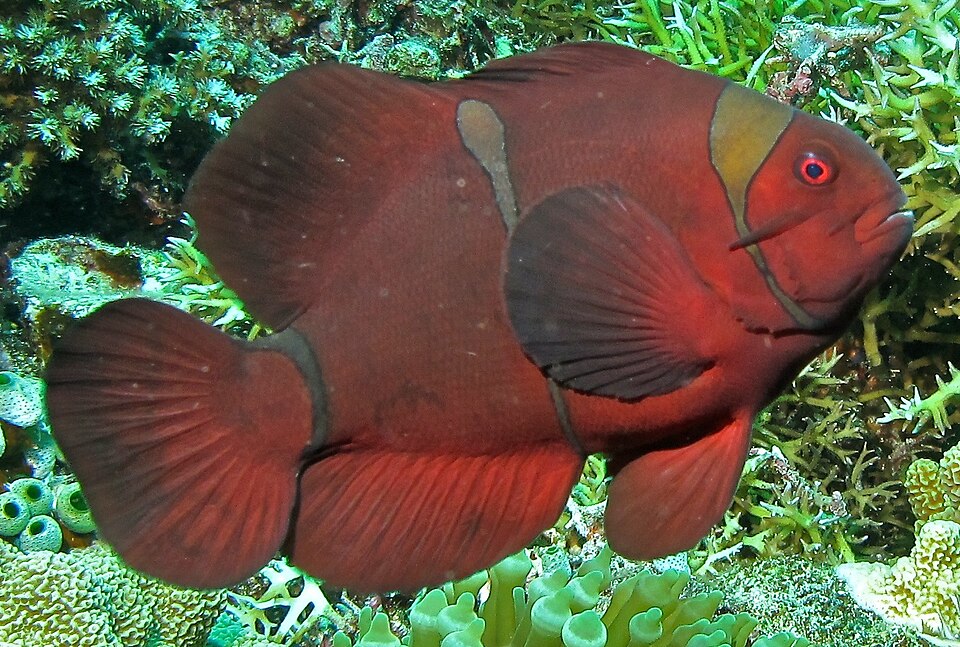 Maroon Clownfish