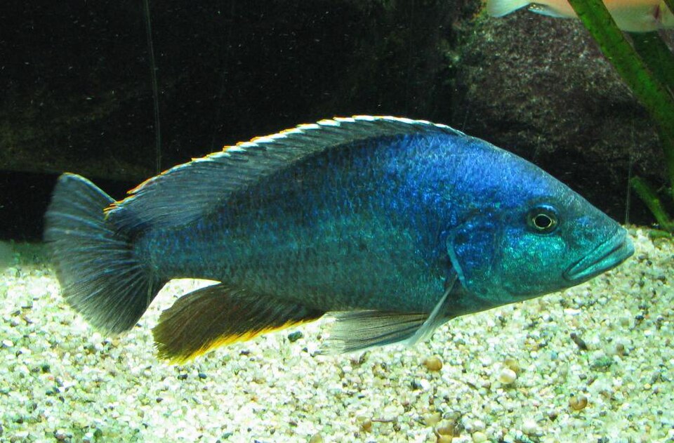 Kaligono