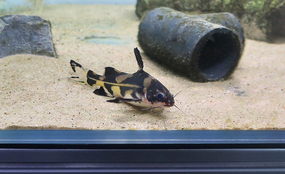 Harlequin Lancer Catfish