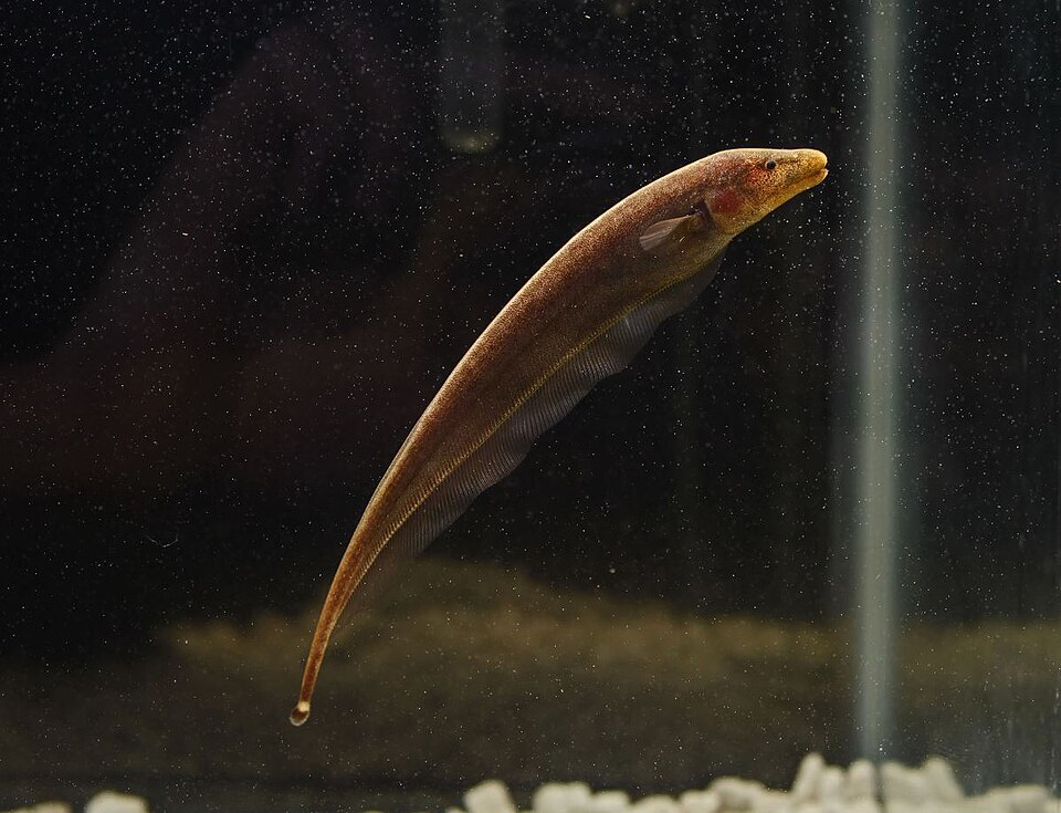 Brown Ghost Knifefish